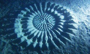 Crop Circle
